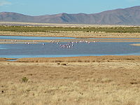 Laguna en cuyas aguas se ven nadar algunas aves, detrás la Cordillera de los Andes