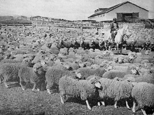 Majada de ovejas afuera de un galpón de esquila de la Sociedad Explotadora de Tierra del Fuego.