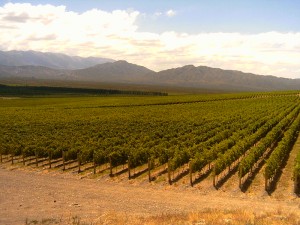 Líneas de viñedos en la provincia de San Juan