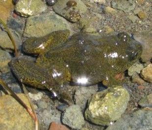 rana de color verde, con la piel húmeda, sobre piedras redondas