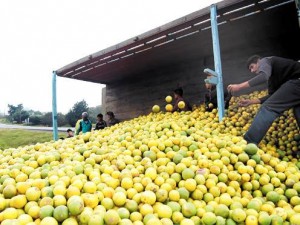 Cúmulo de naranjas en planta productora de Entre Ríos