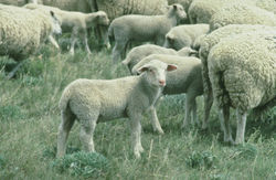 Grupo de ovejas y corderos en la patagonia argentina
