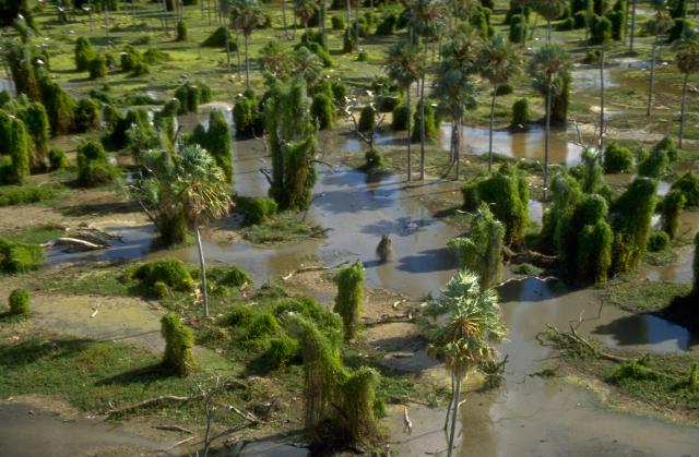 Vista aérea del humedal Bañado de la Estrella, en la provincia de Formosa. Se observa la vegetación, principalmente de palmeras.
