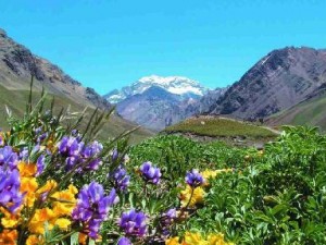Cerro Aconcagua visto desde un valle florido