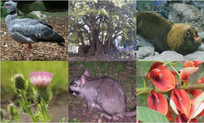Ejemplares característicos de la fauna y la flora de las distintas ecorregiones de la provincia