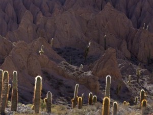 Paisaje serrano de Salta: rocas puntiagudas y abruptas entre las que proliferan cactus