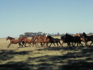 la pampa - actividades rurales